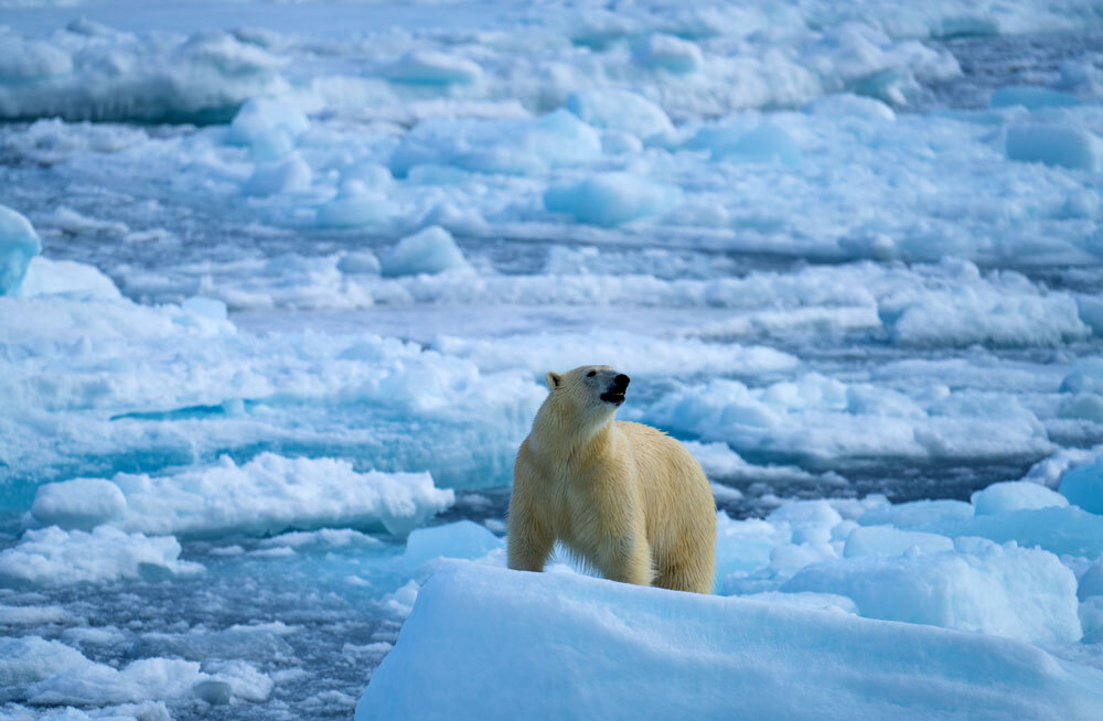 Арктика прошла максимум ледового покрова