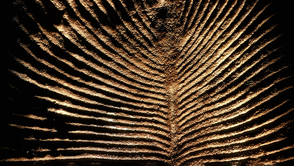 Молекулы возрастом 500 млн лет раскрыли секреты питания первых животных Земли