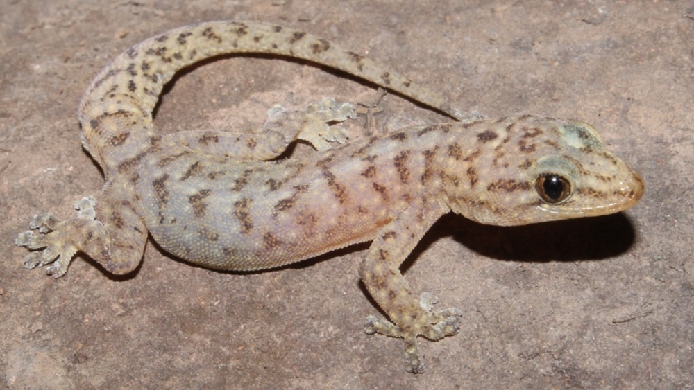 Редкий геккон, считавшийся вымершим в течение 34 лет, обнаружен в ЮАР