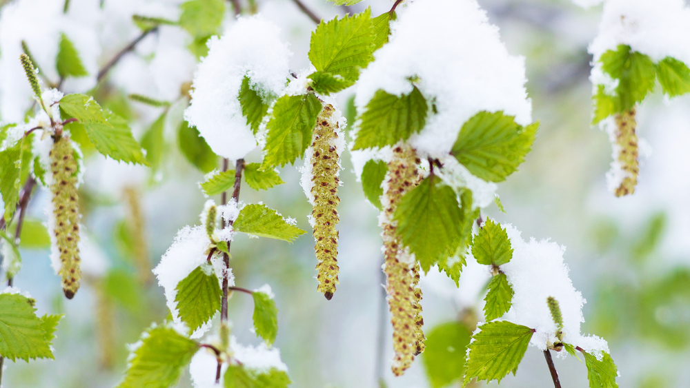 Зима возвращается: синоптики предупредили о резком похолодании в России