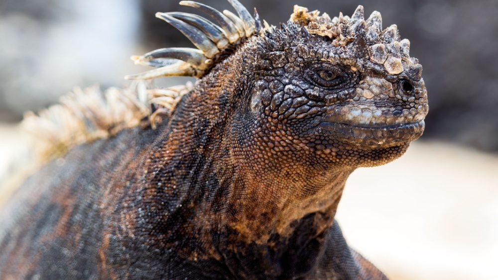 Морская игуана
