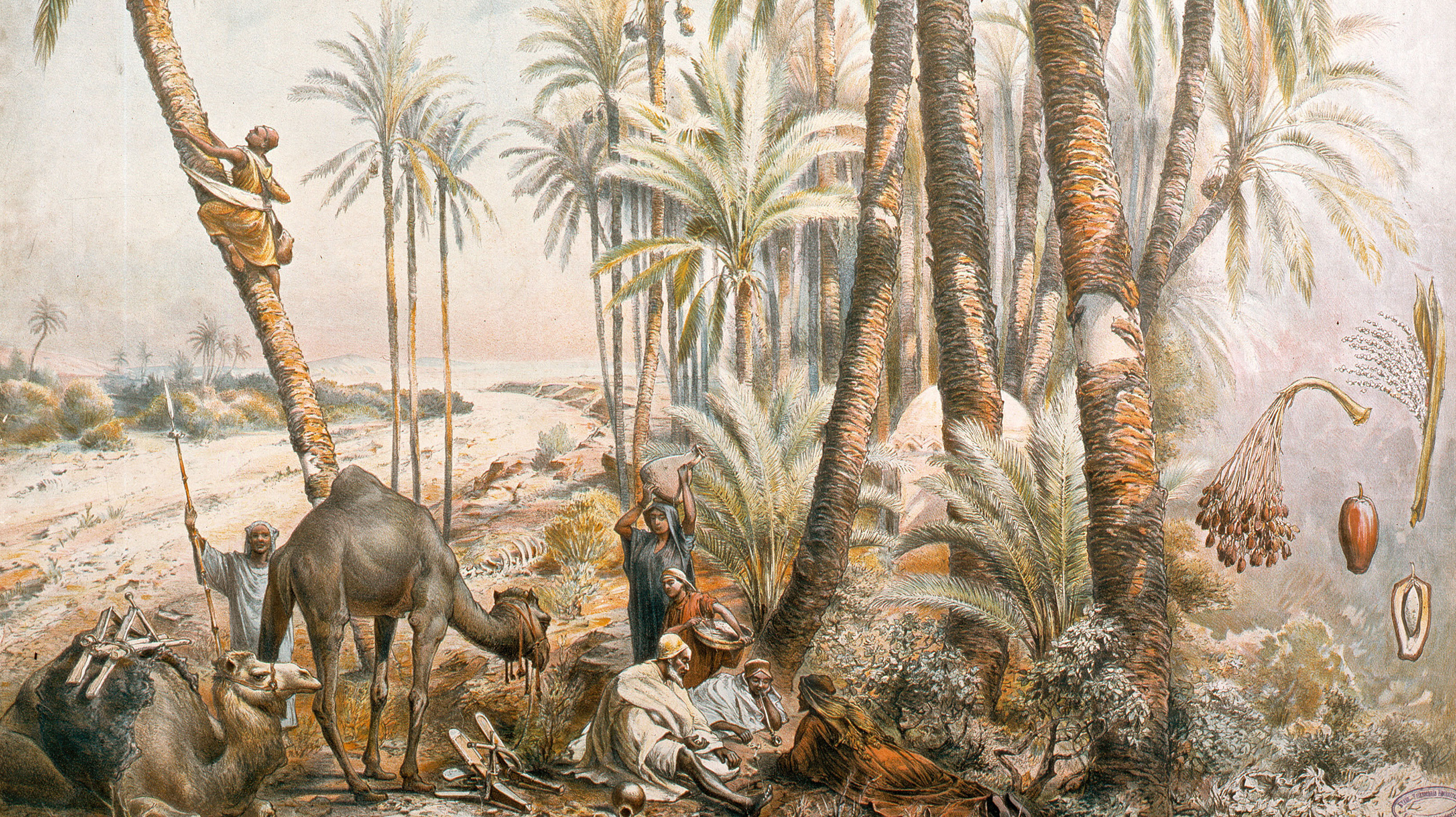 Финики, хлеб пустыни