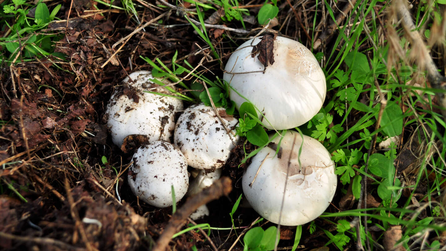 шампиньоны