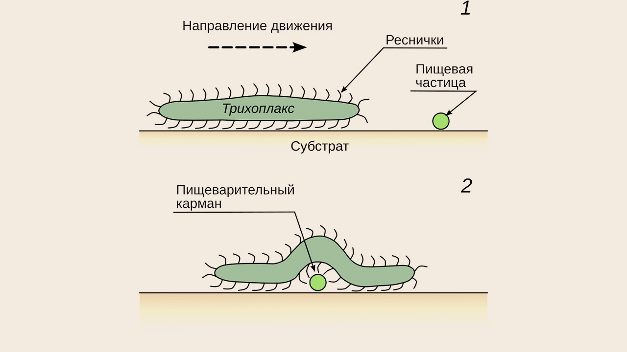 как передвивигается