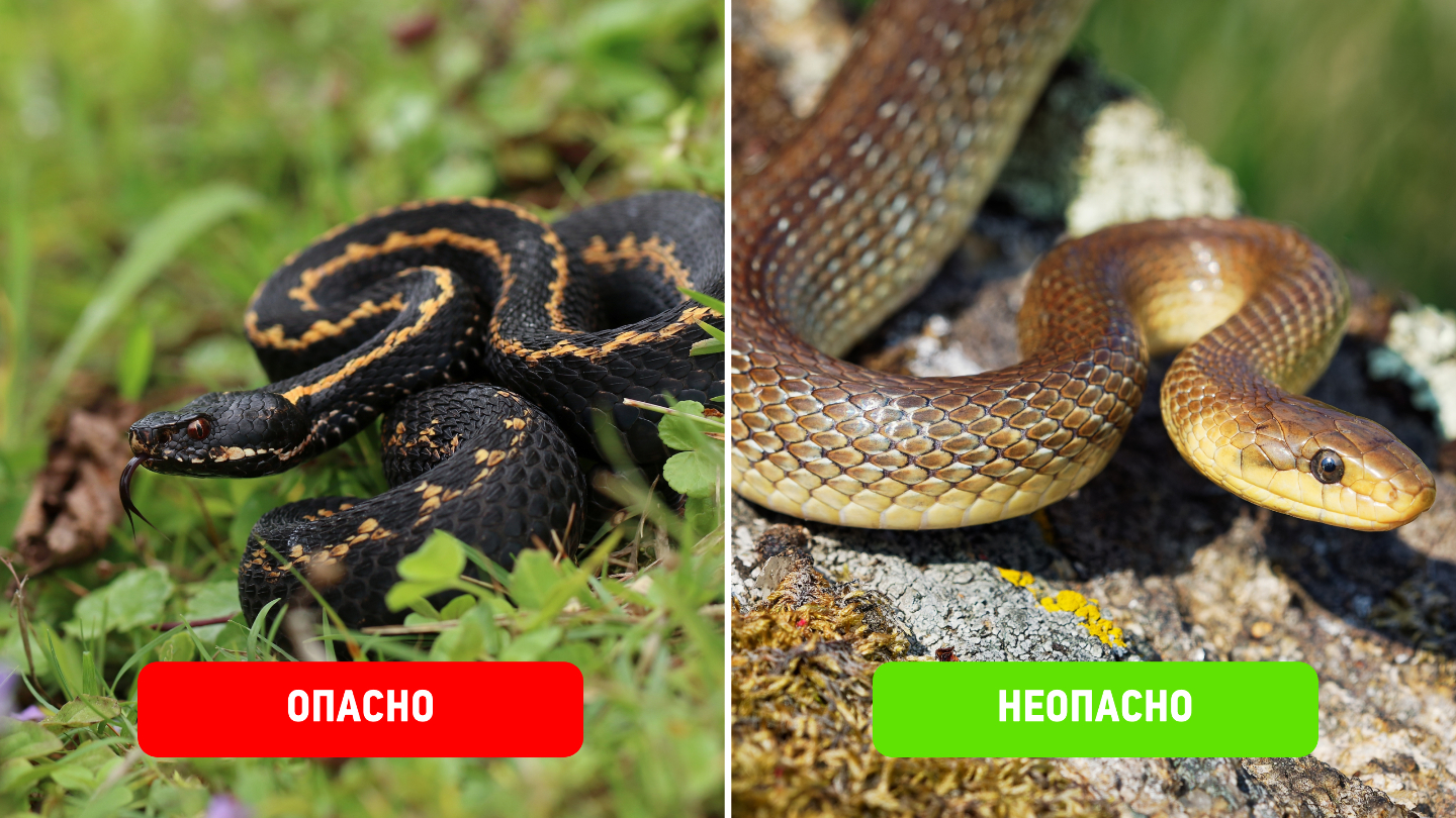  Кавказская гадюка и эскулапов полоз