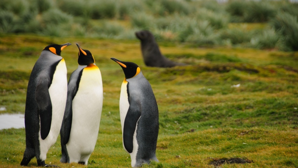 пингвины