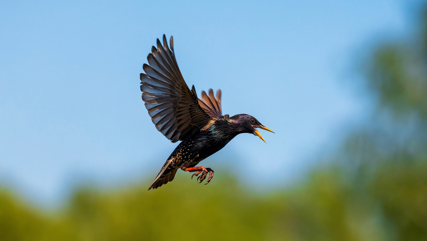 обыкновенный скворец