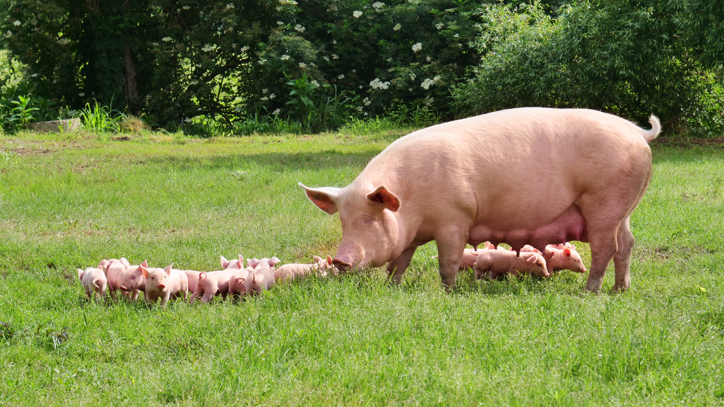 А вот поросята с первых дней похожи на мать. Потому что спасаться им не от кого