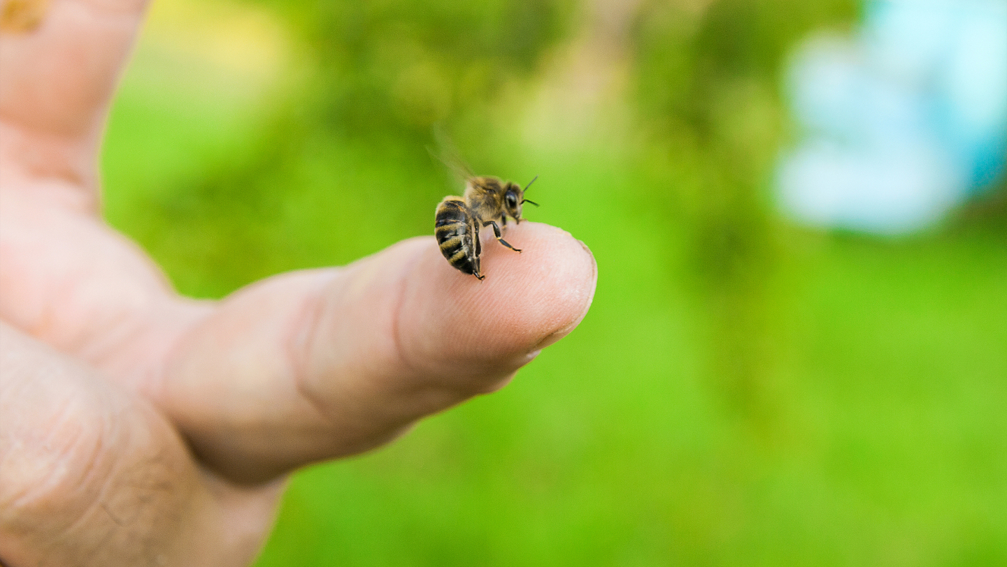 погибает ли пчела когда жалит