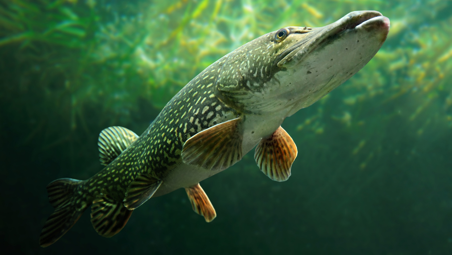 щука, речная рыба
