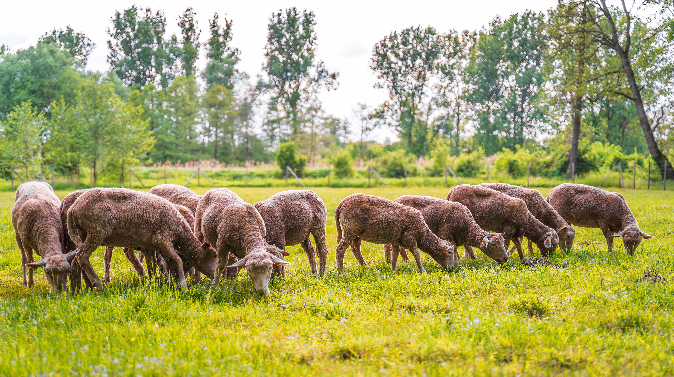 овцы, бактерии, пища