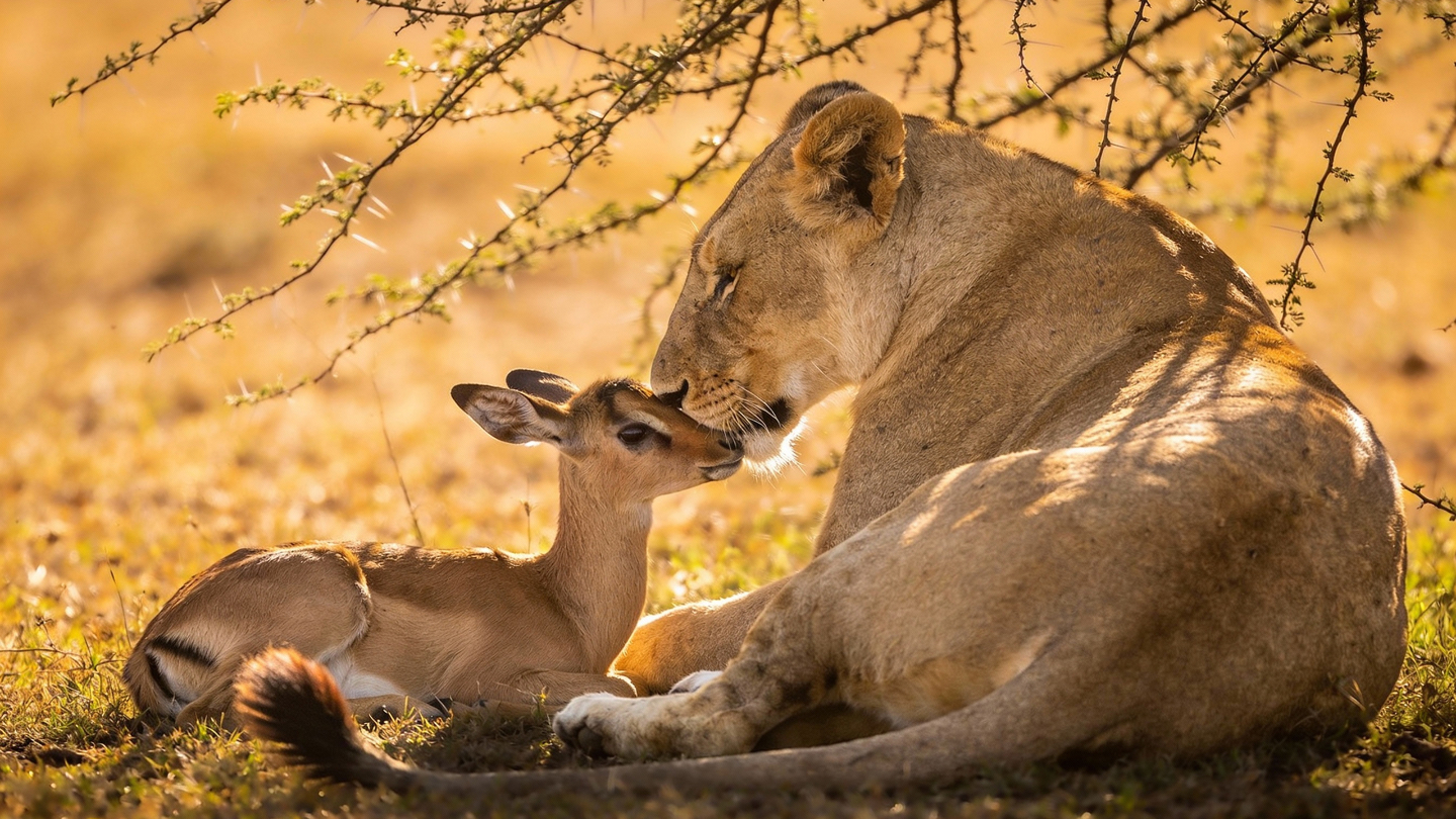 Импринтинг