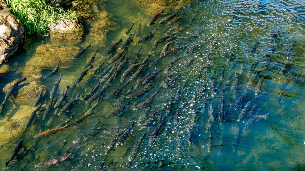 речная миграция