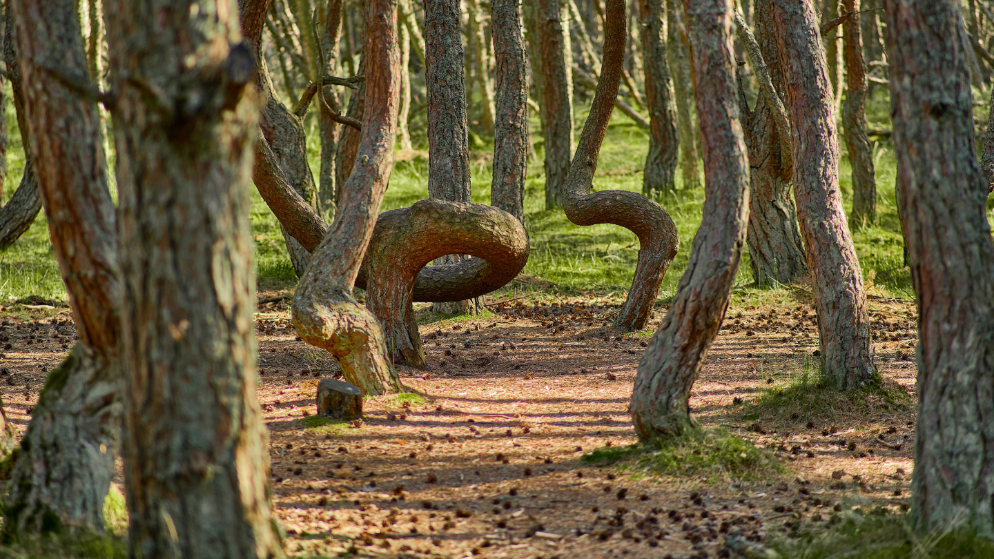 Танцующий лес