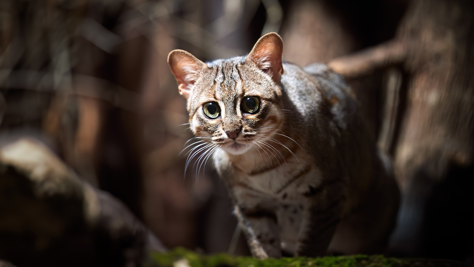 Ржавая кошка 