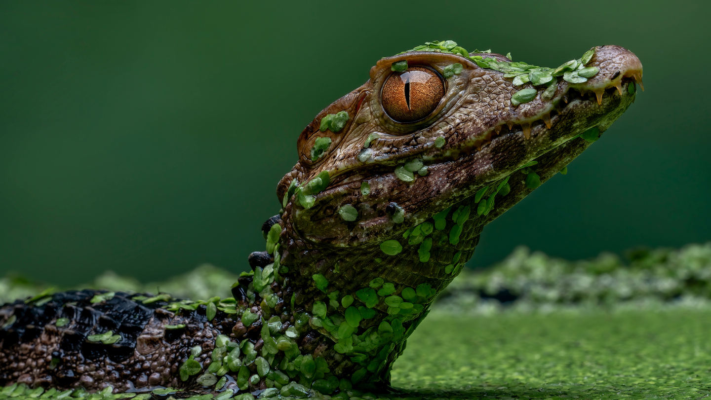 карликовый кайман