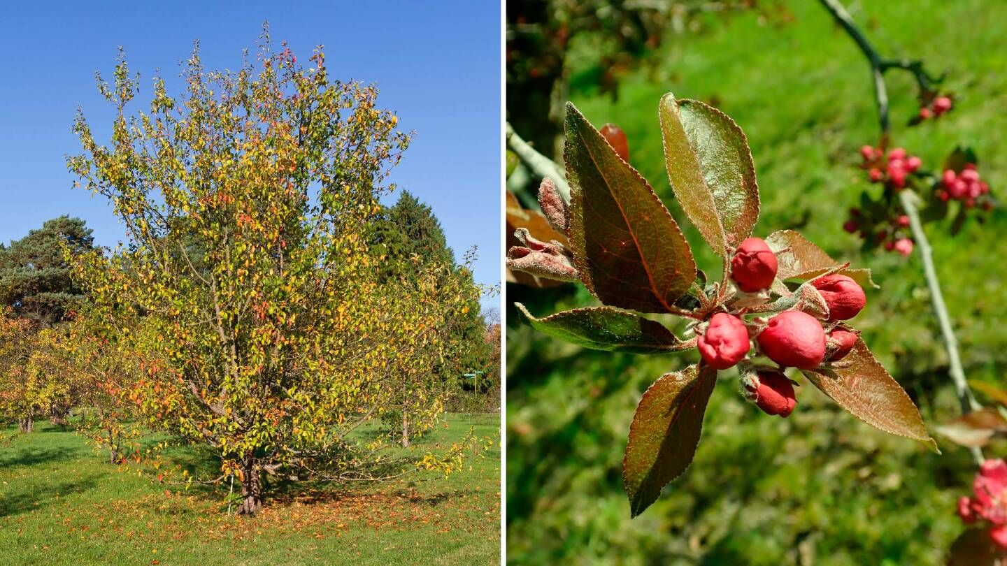 яблоня Сиверса