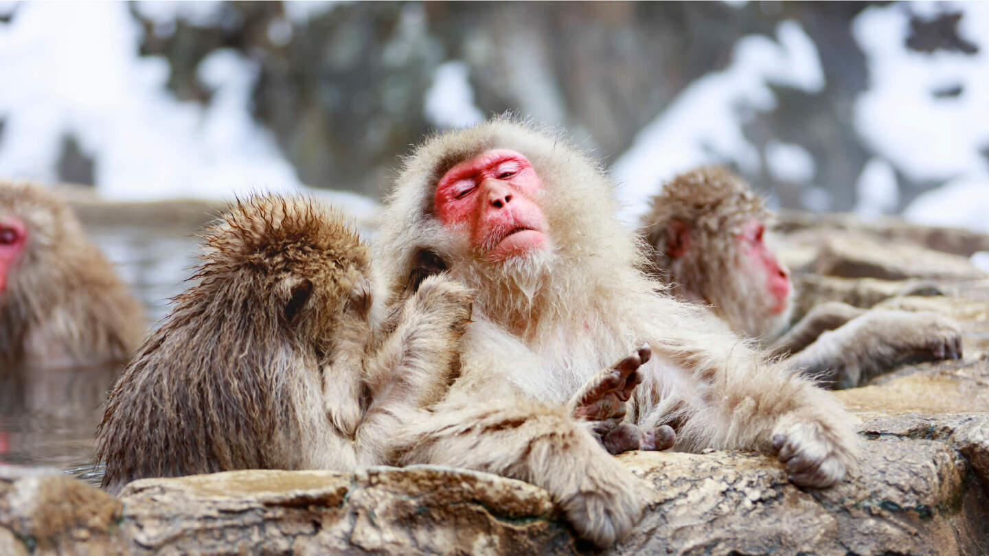 Японские макаки
