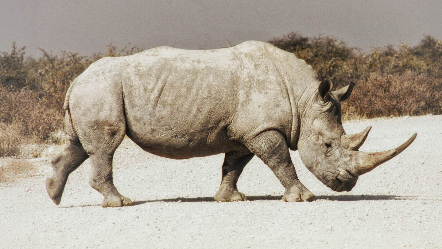 Как выглядит белый носорог