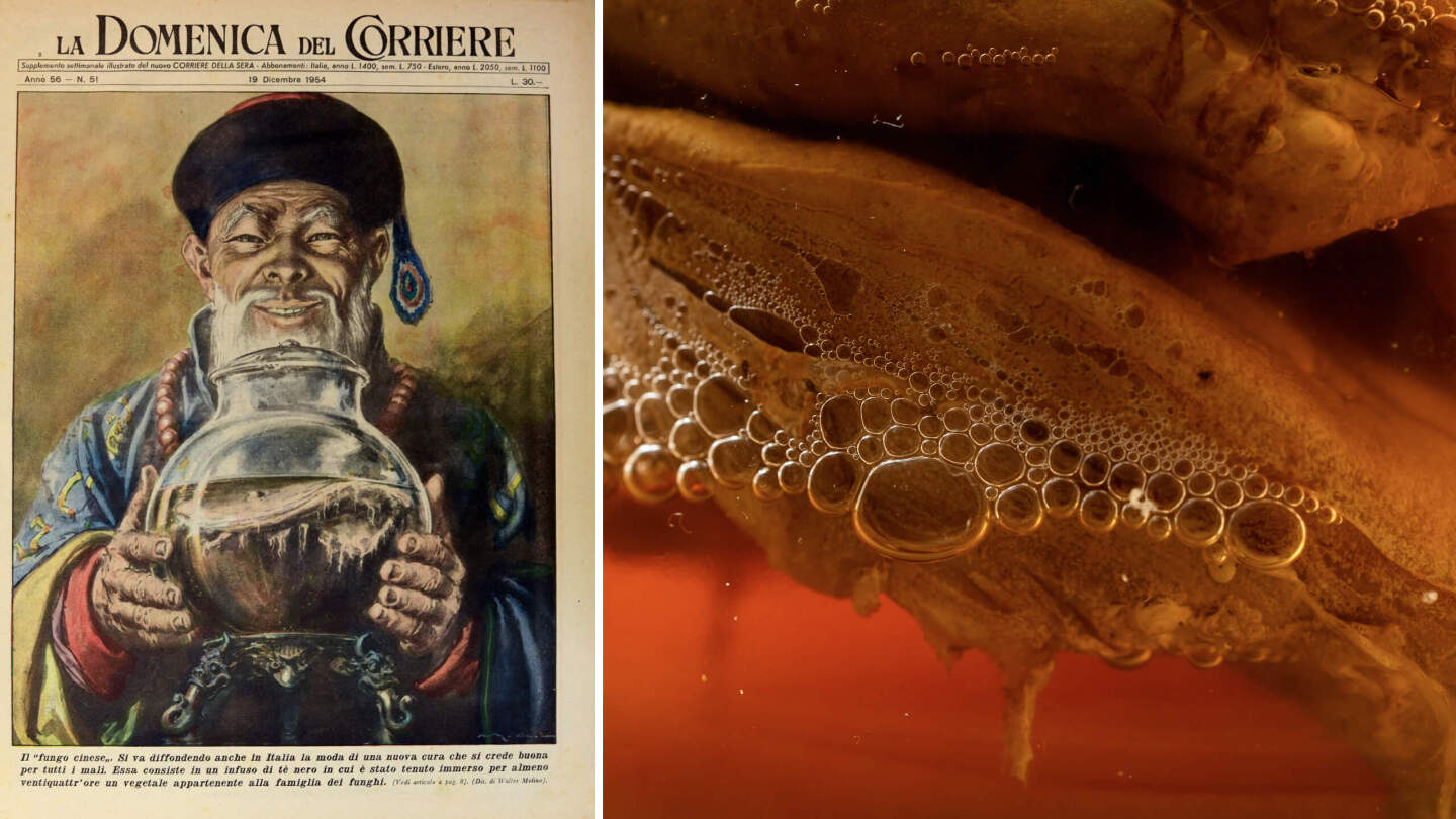 Чайный гриб