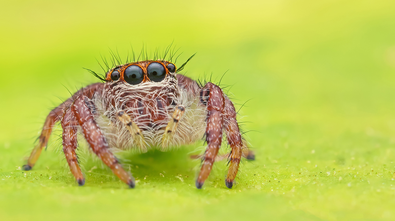 как выглядят