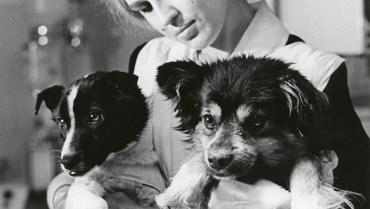 собаки ветерок и уголек