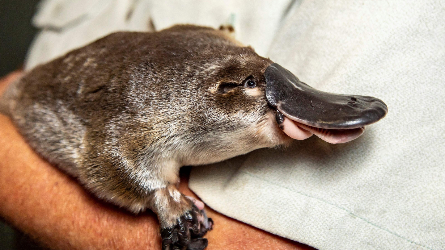 Сколько особей утконоса осталось