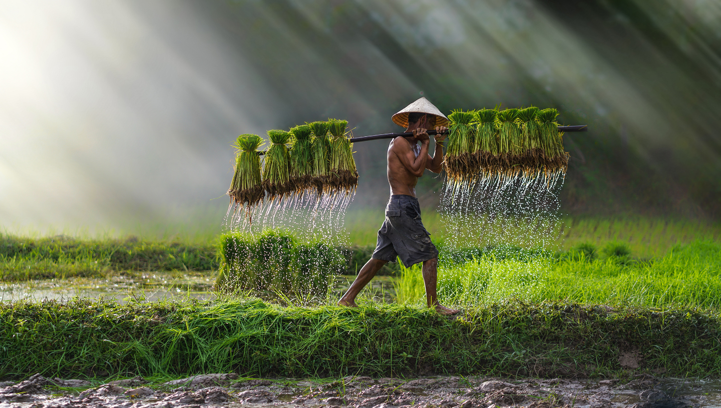 выращивание риса