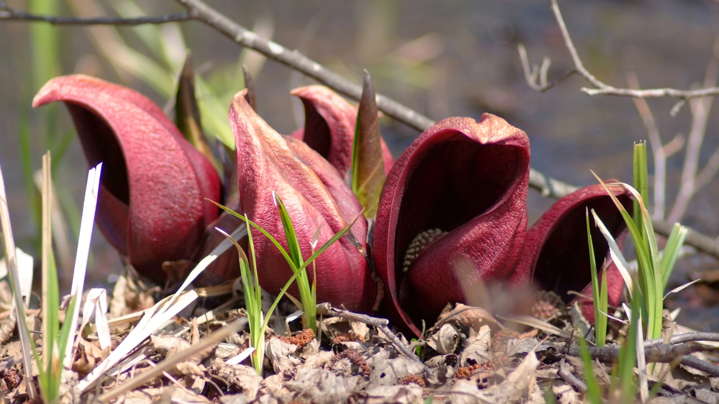 Связноплодник вонючий
