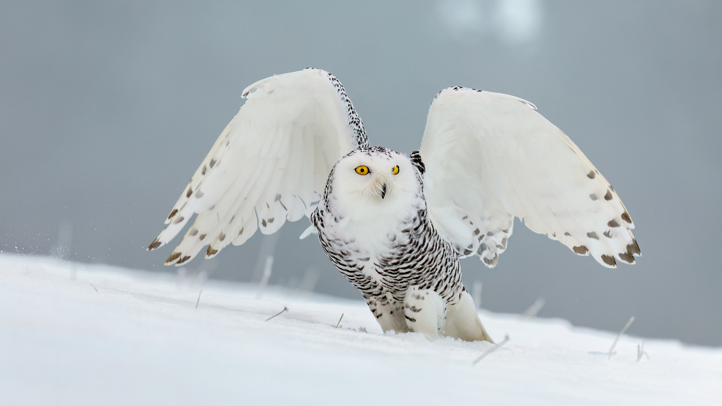Полярная сова