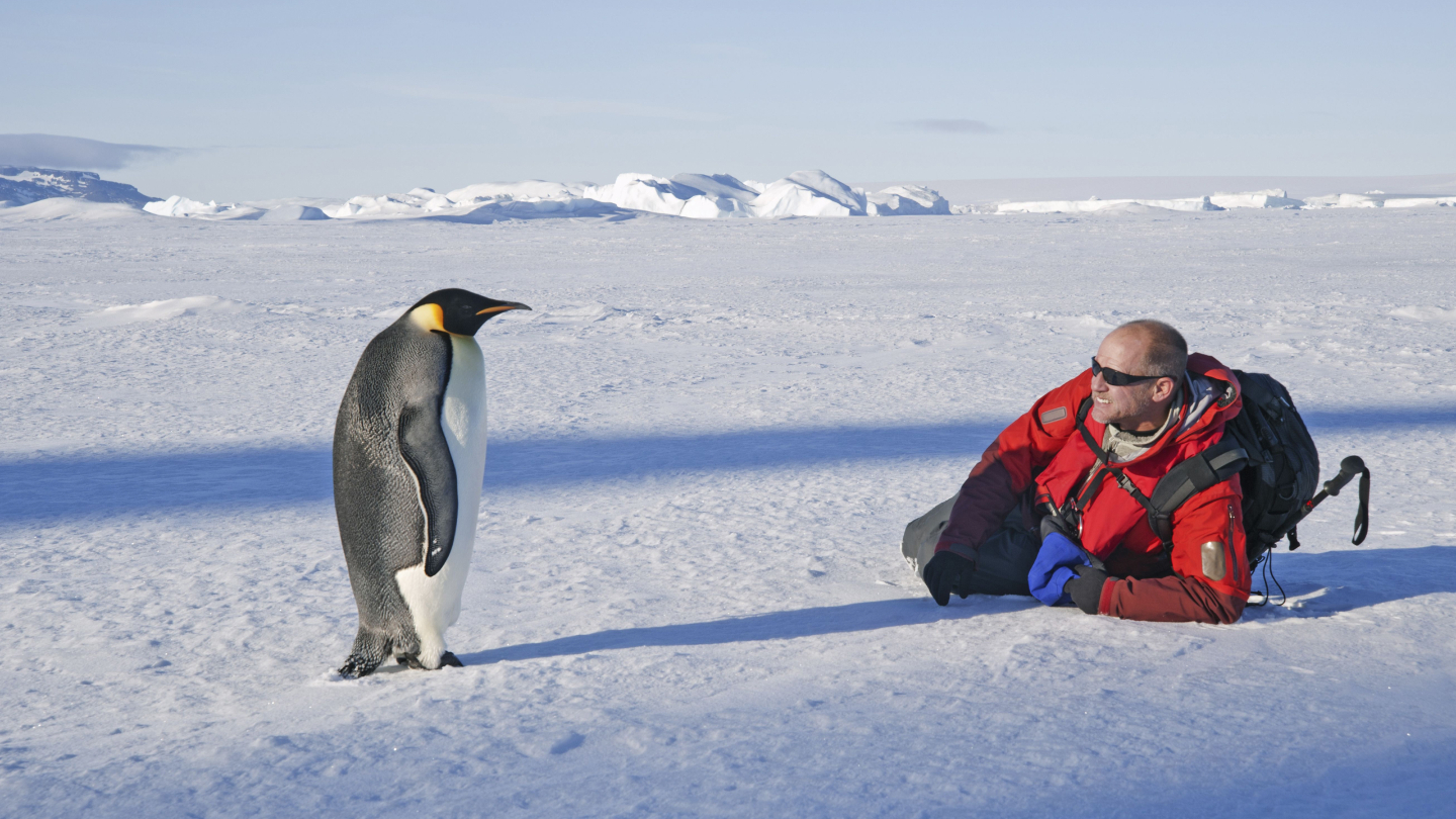 Императорский пингвин