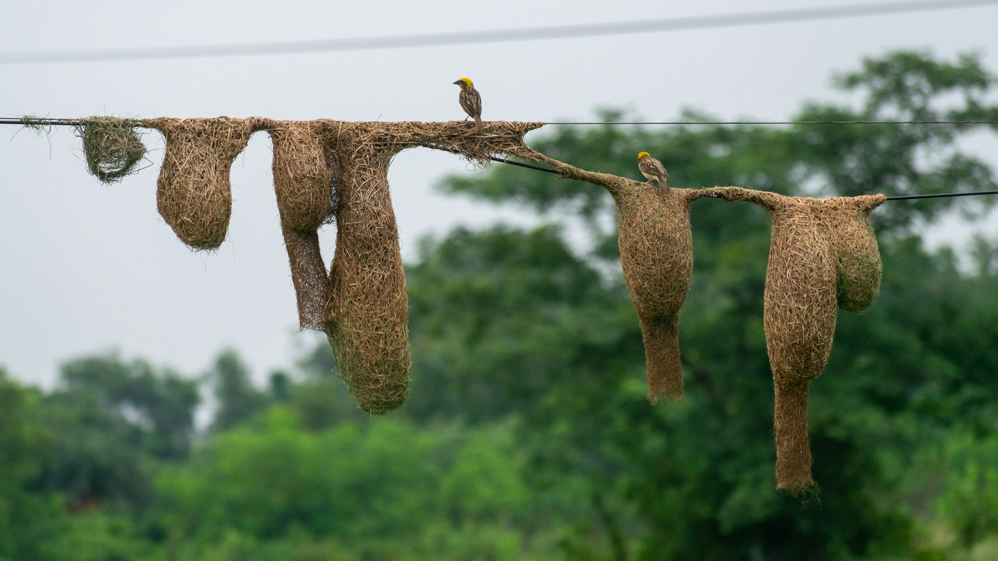 Птичьи гнезда, обустроенные на проводах