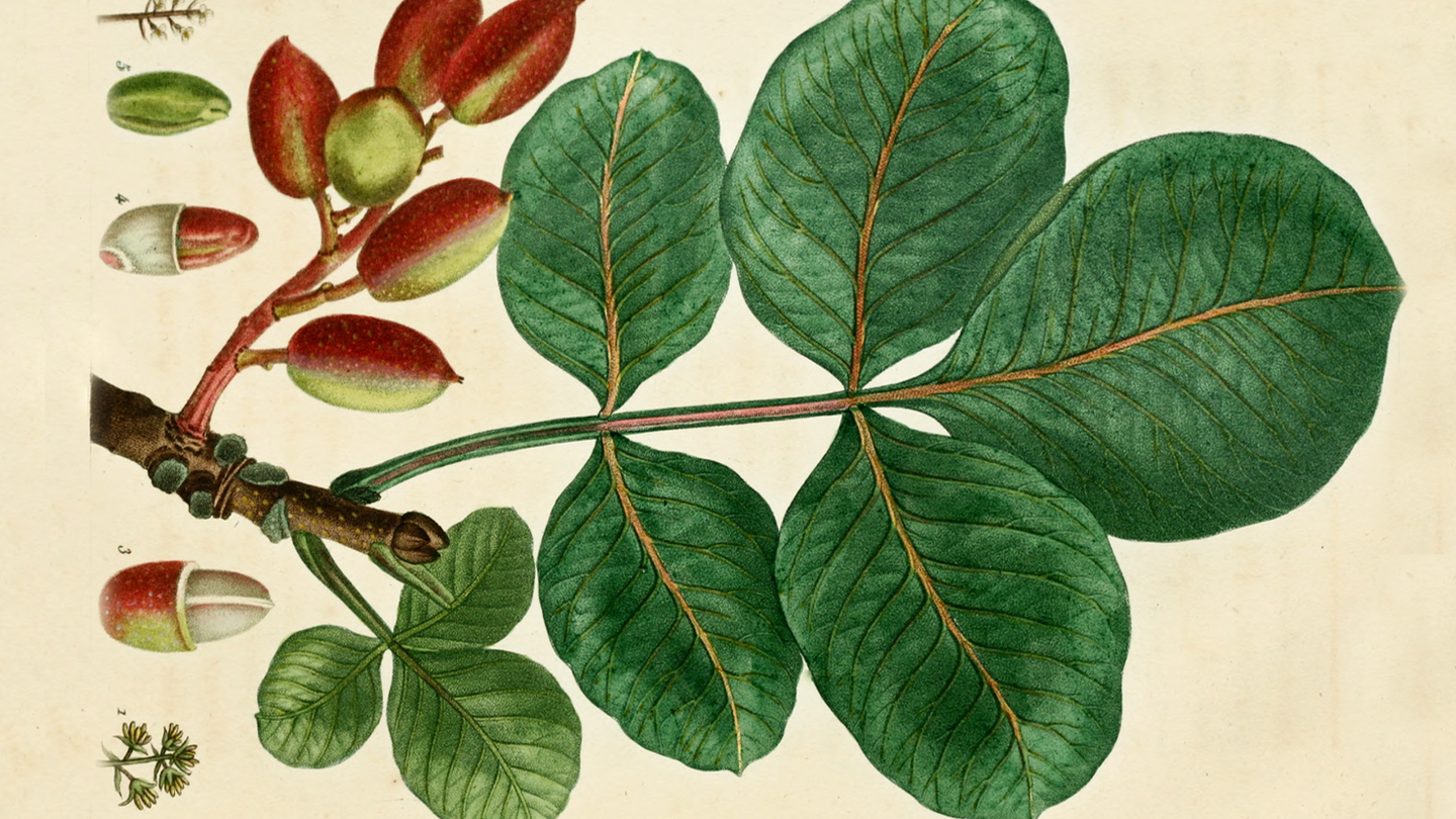 Фисташки, Иран