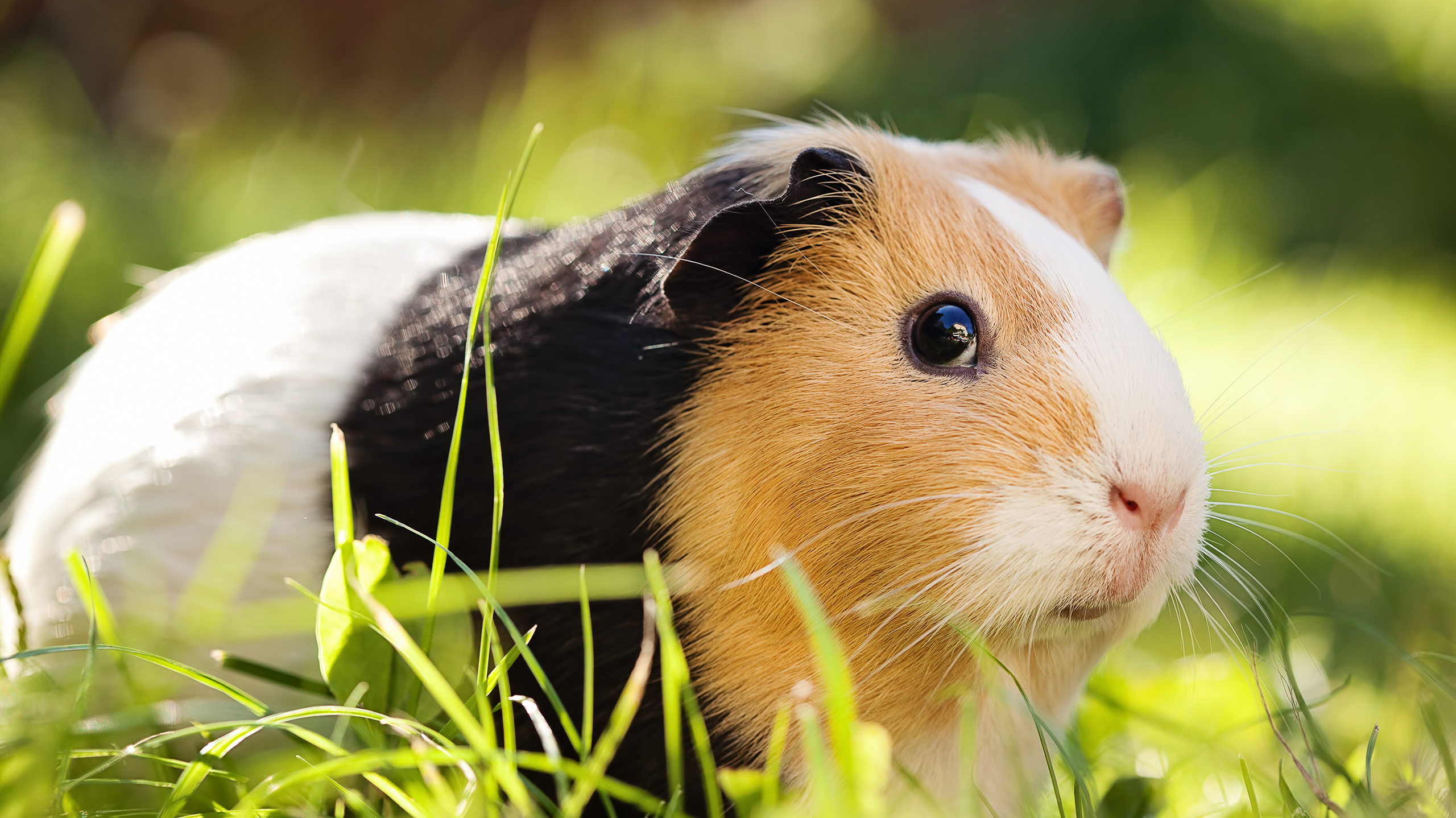 морская свинка