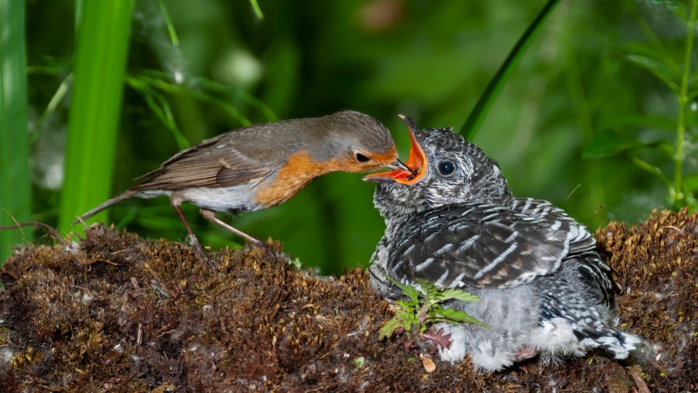 птенец кукушки