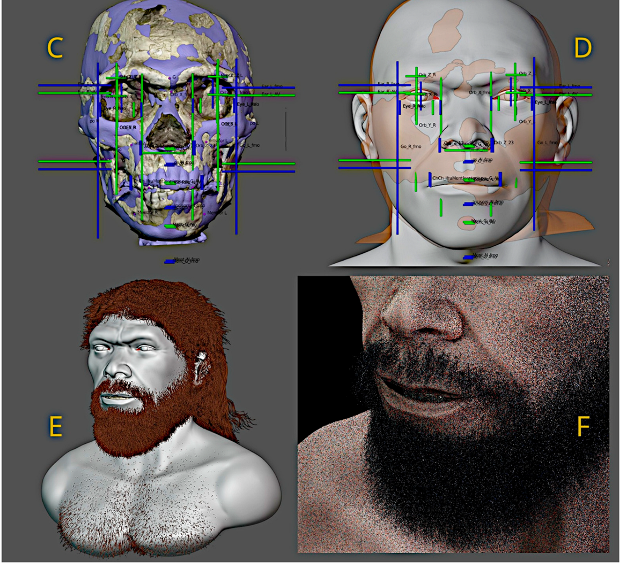 Homo sapiens