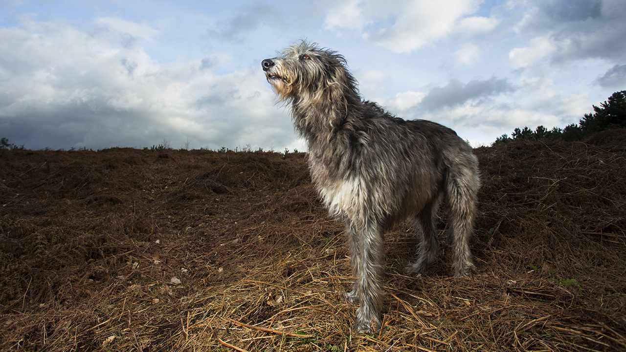 шотландский дирхаунд