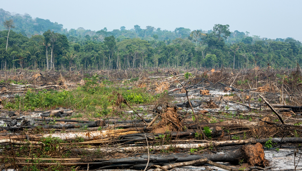 лес, деревья, вырубка