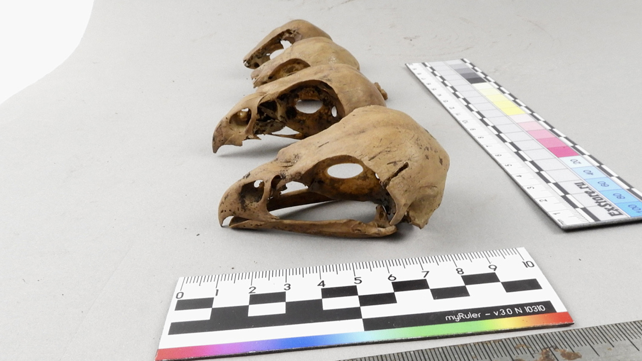 соколиная охота, старая руса