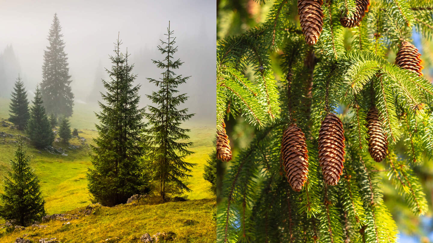 Ель обыкновенная