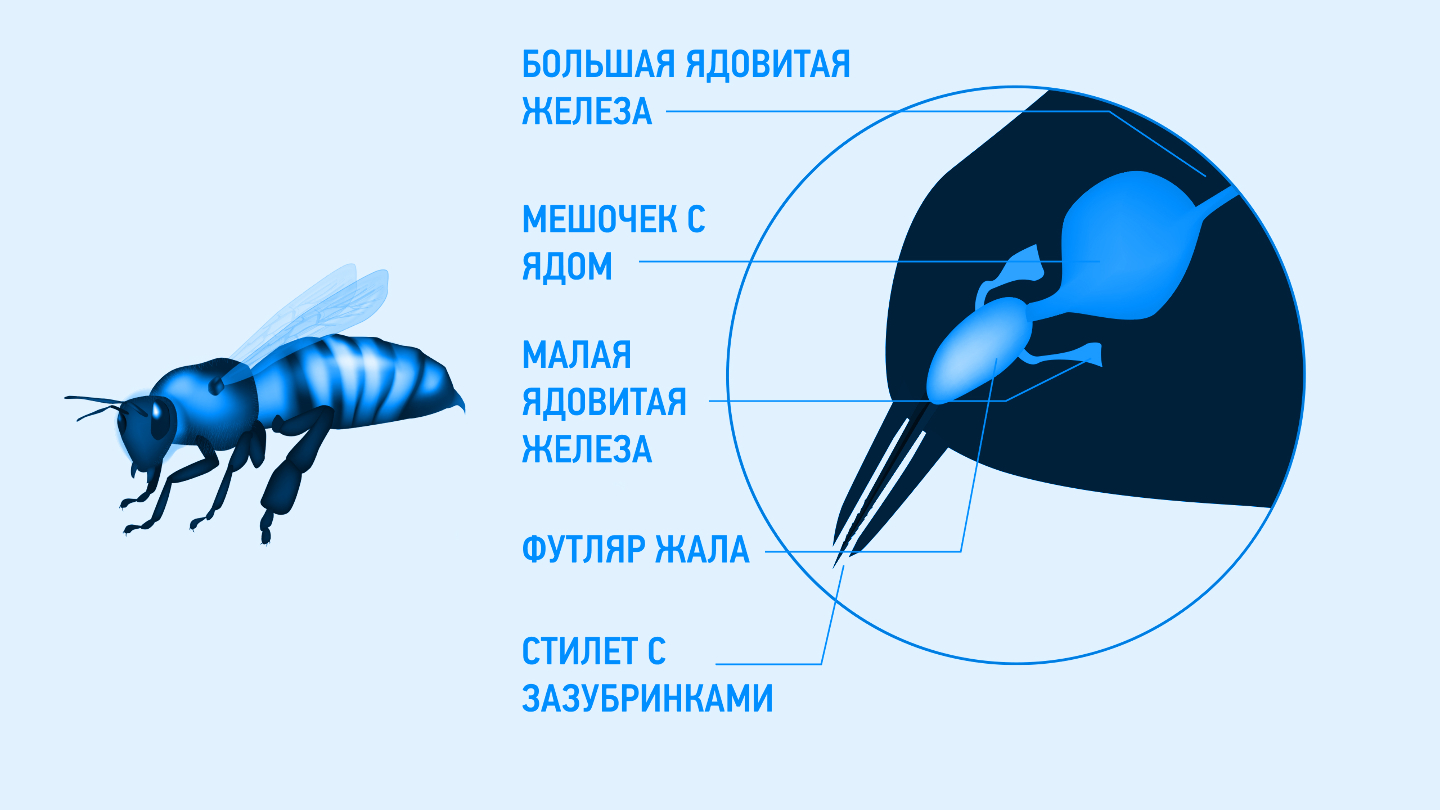 как устроено жало