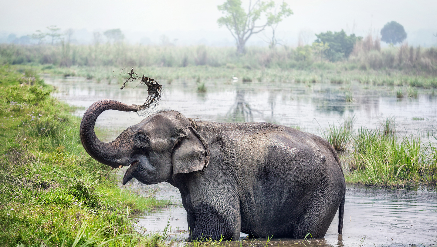 Индийский слон