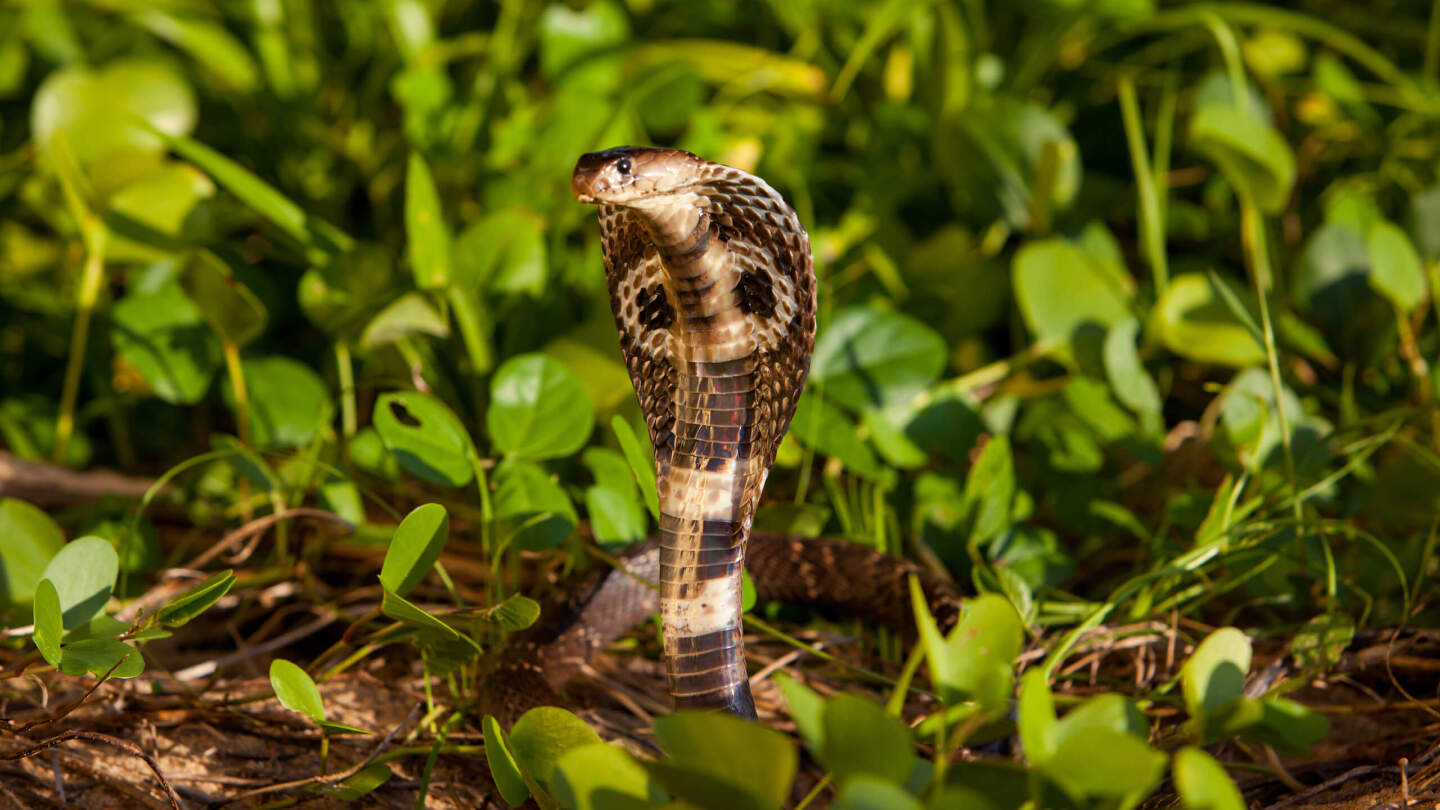 Кусают ли ядовитые змеи друг друга