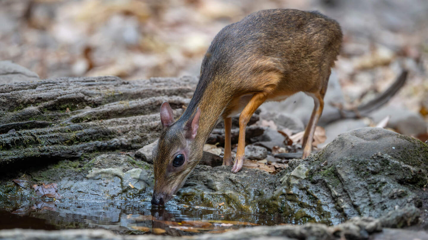 Как выглядит малый оленек