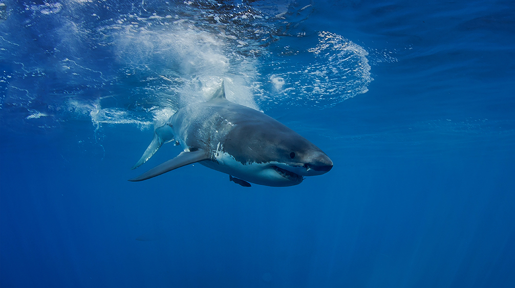 нападения акул