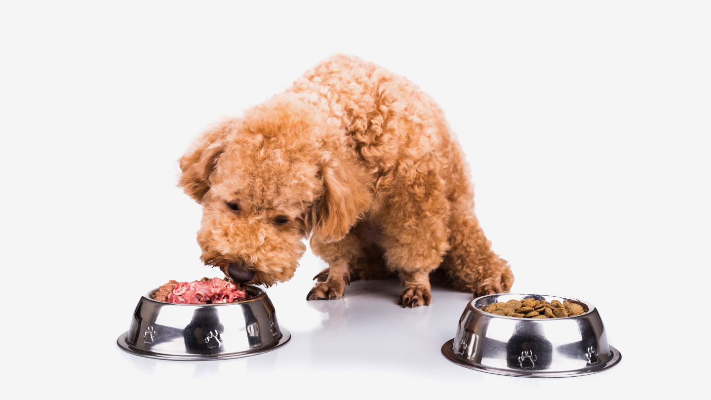 Cобаки, корм, еда