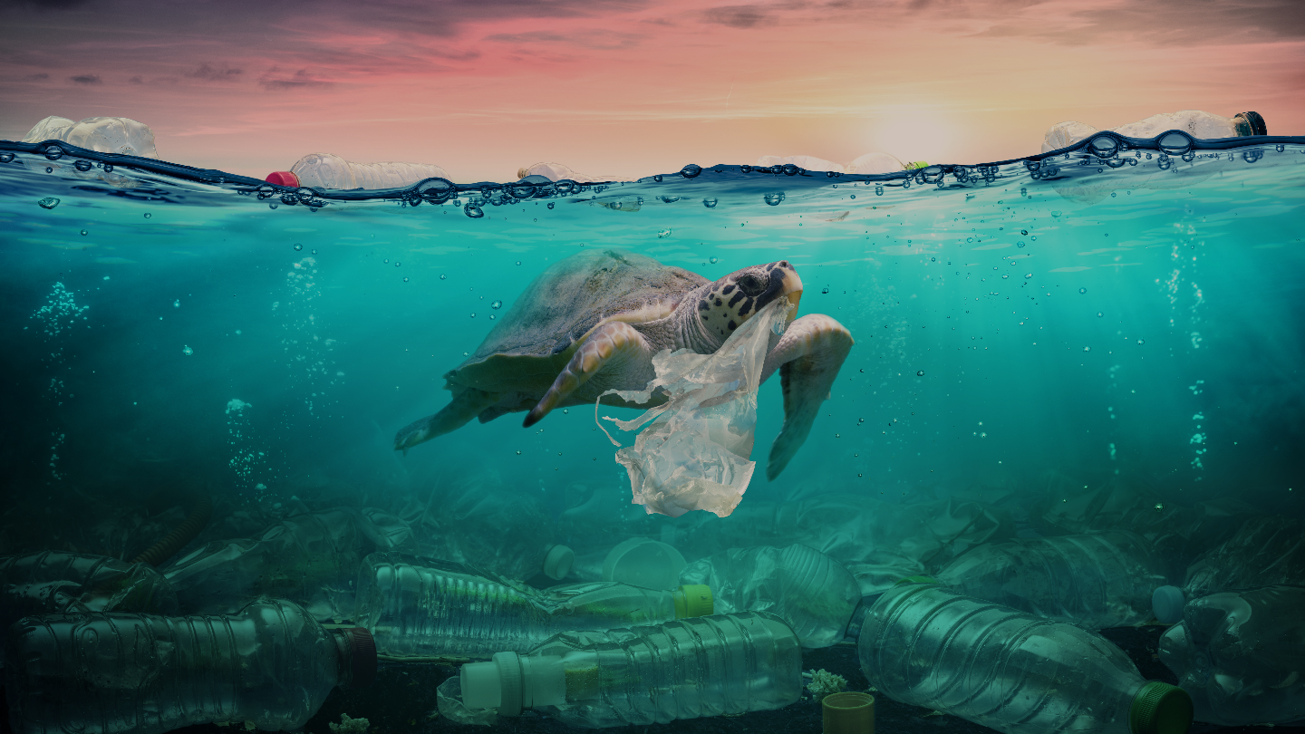 Черепаха и пластиковый мусор
