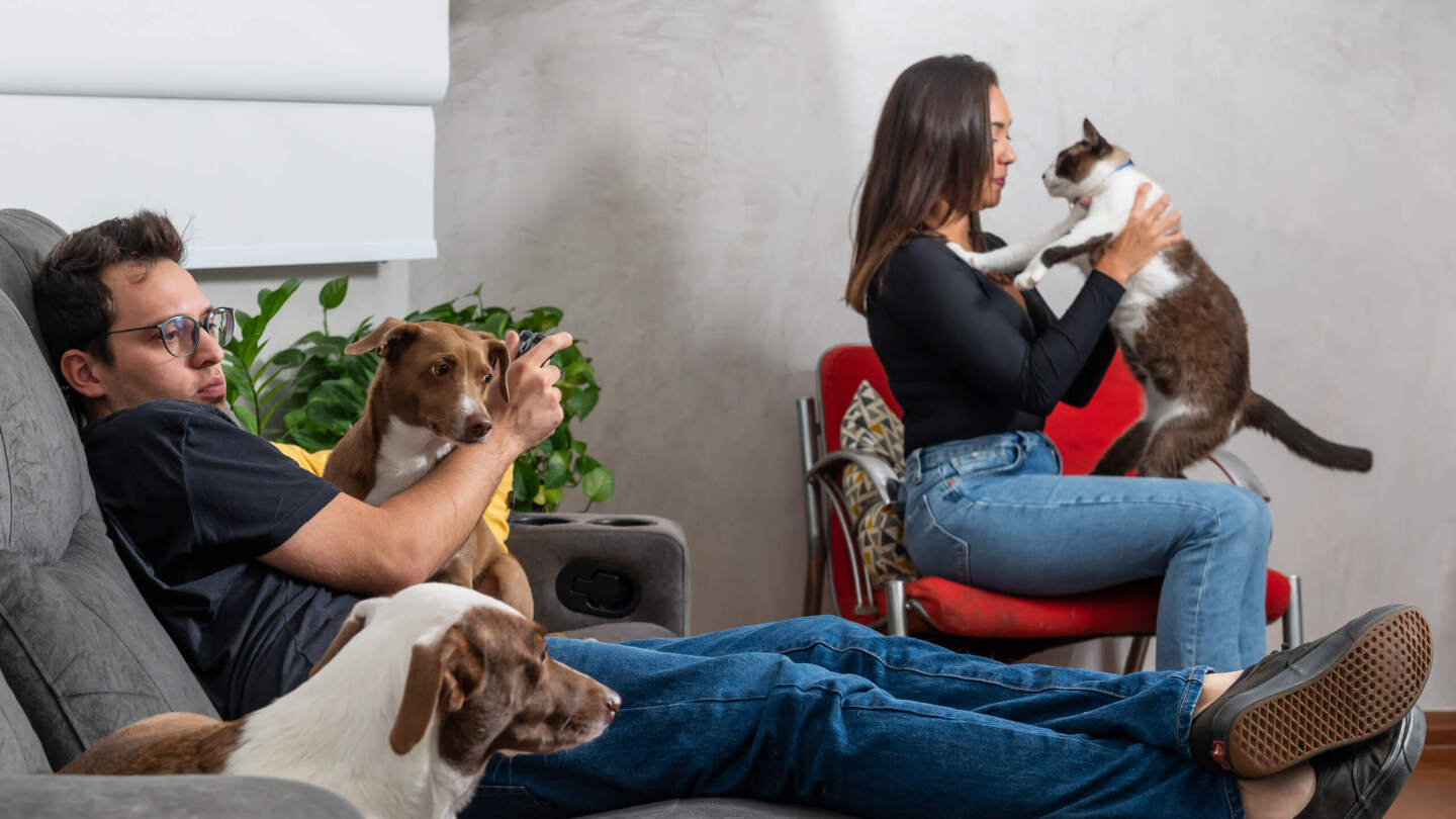 Кошатники, собачники