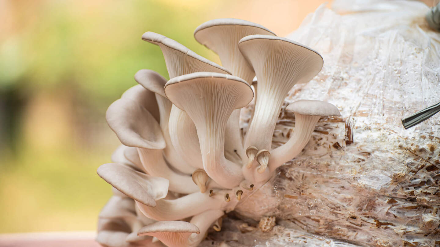 Органические отходы