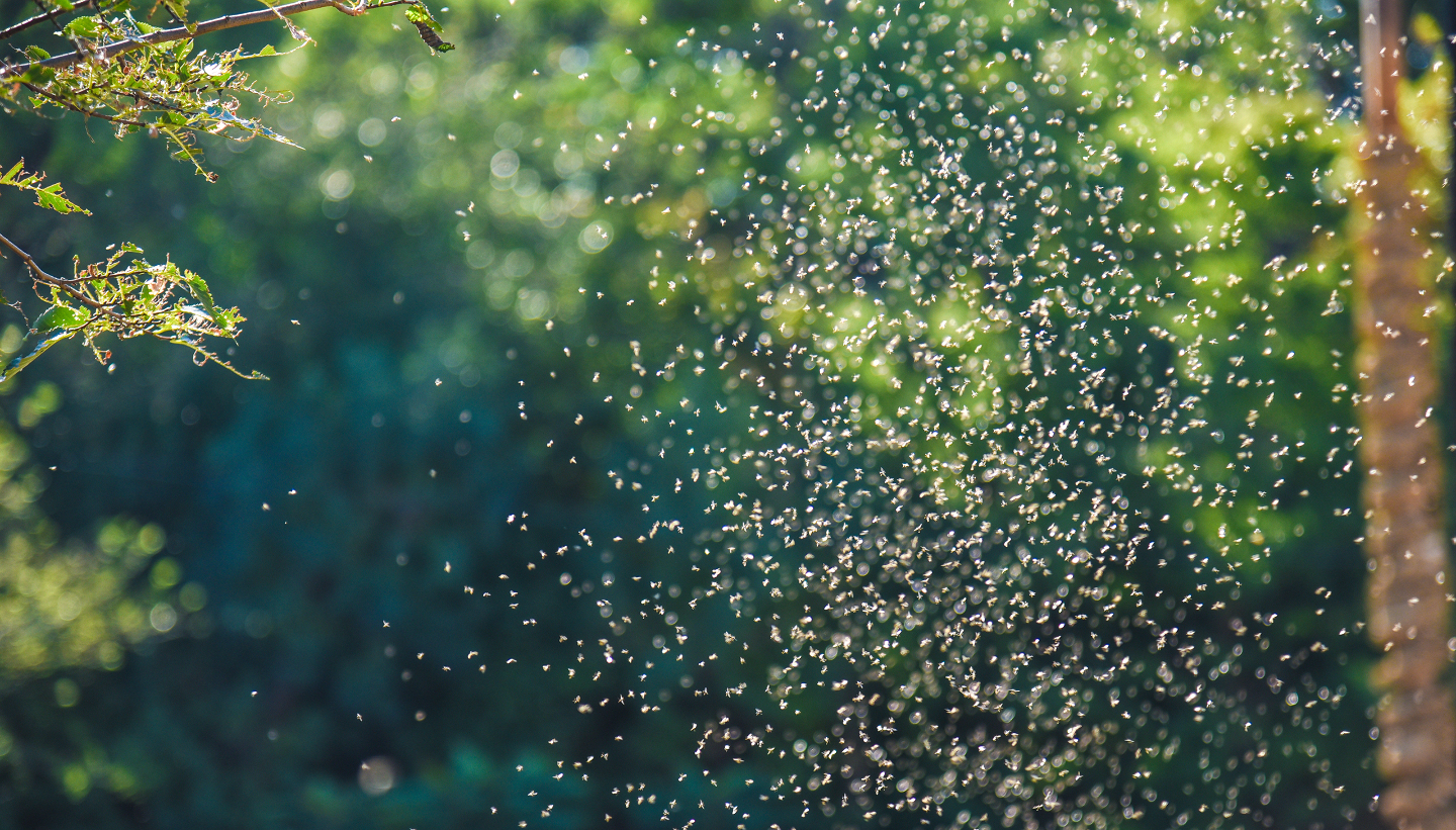 опасен ли укус мухи